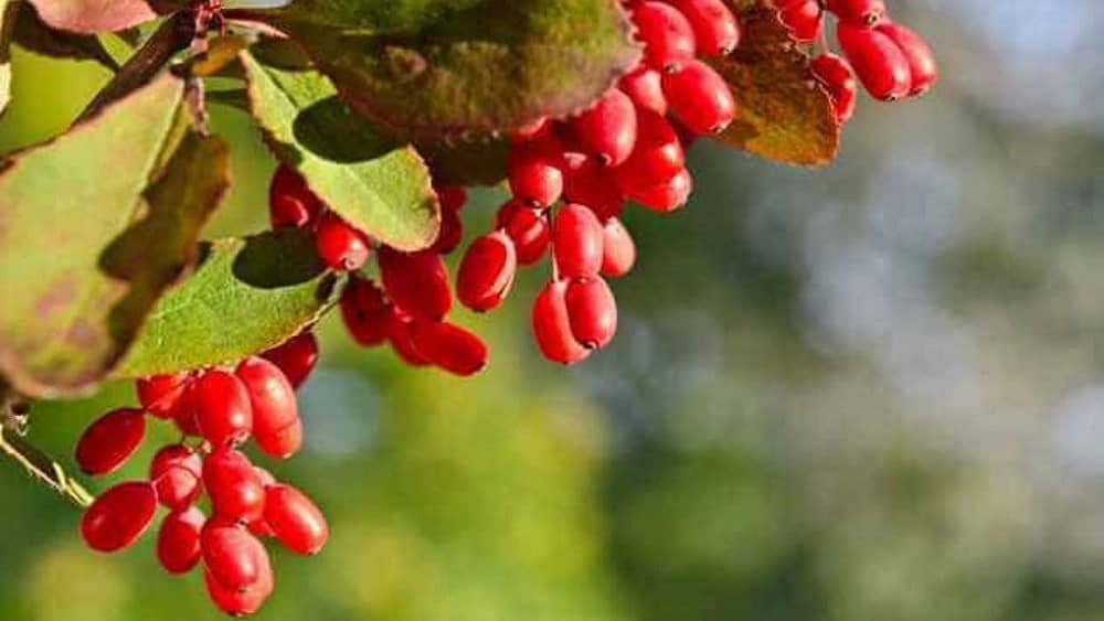 فروش زرشک در قائنات