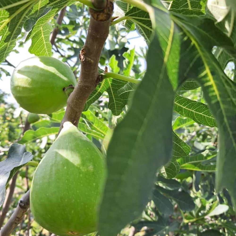 نهالستان ارس زرینه مهندس ابراهیمی نهالستان ارس زرینه مهندس ابراهیمی