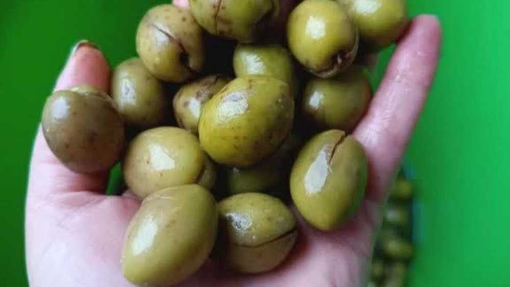 منتجات عضوية فريدة من نوعها من فرجيبور، بيع شاي ربيع الزيتون المخلل في جيلان