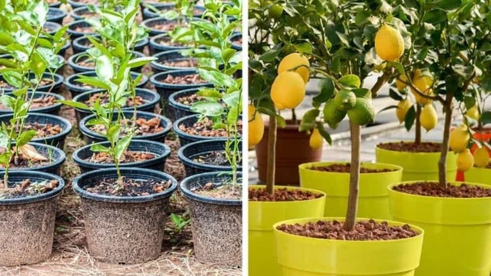 Sale of productive and non-productive saplings in cash of West Azerbaijan