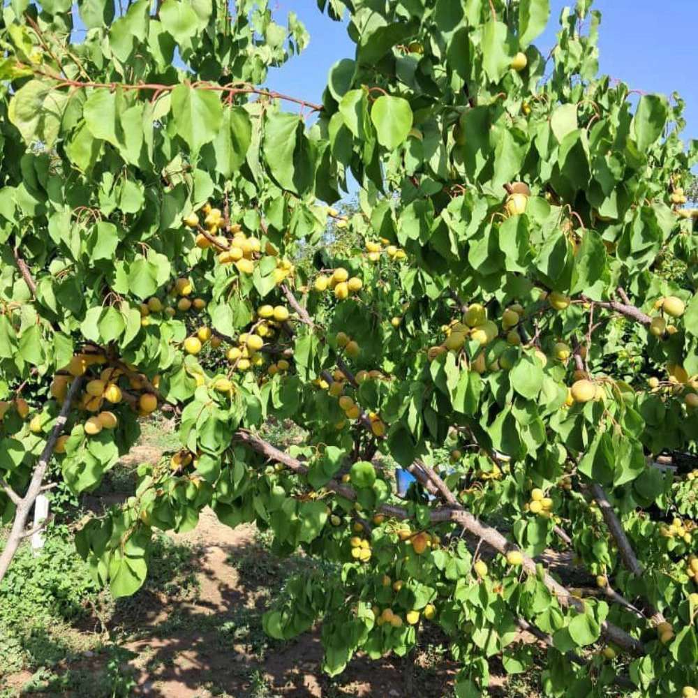 نهالستان ارس زرینه مهندس ابراهیمی نهالستان ارس زرینه مهندس ابراهیمی