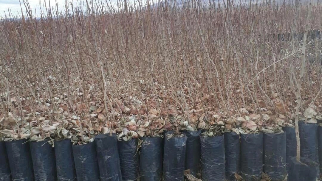 Akbari pistachio seedlings in the pistachio nurseries Akbari pistachio seedlings in the pistachio nurseries