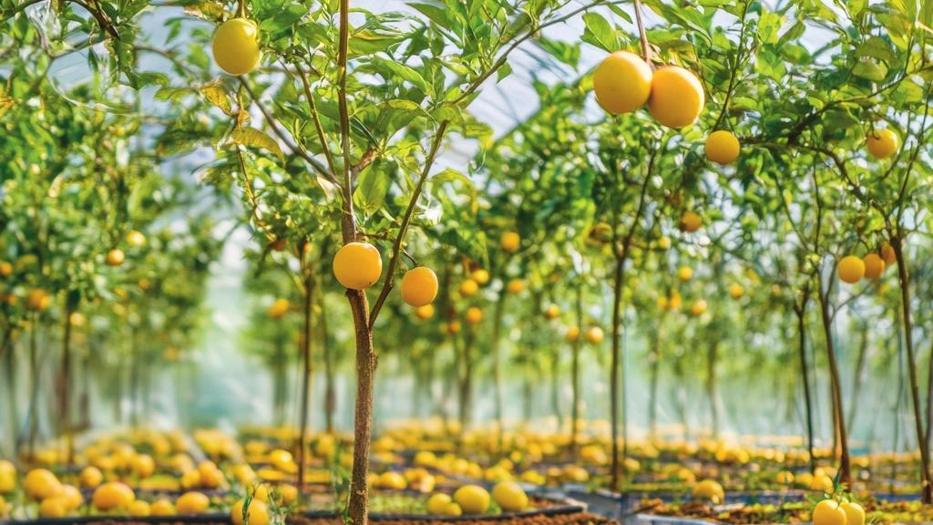 Introducing rare and transplanted seedlings in Ramin Nursery