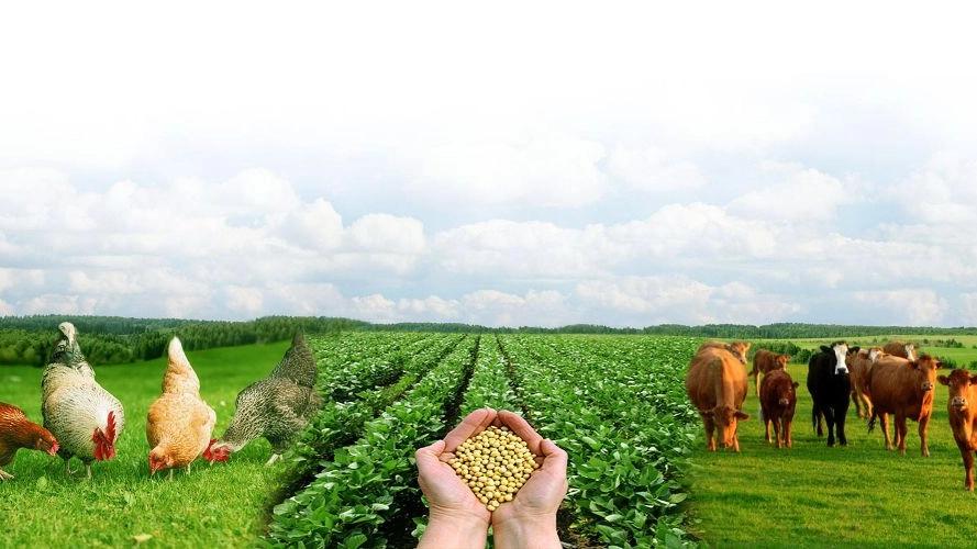 Khuzestan quality livestock and poultry from Mambini Trading