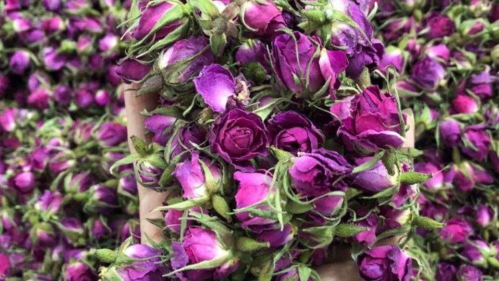 Exports of Mohammadi Gol Mohammadi to the UAE