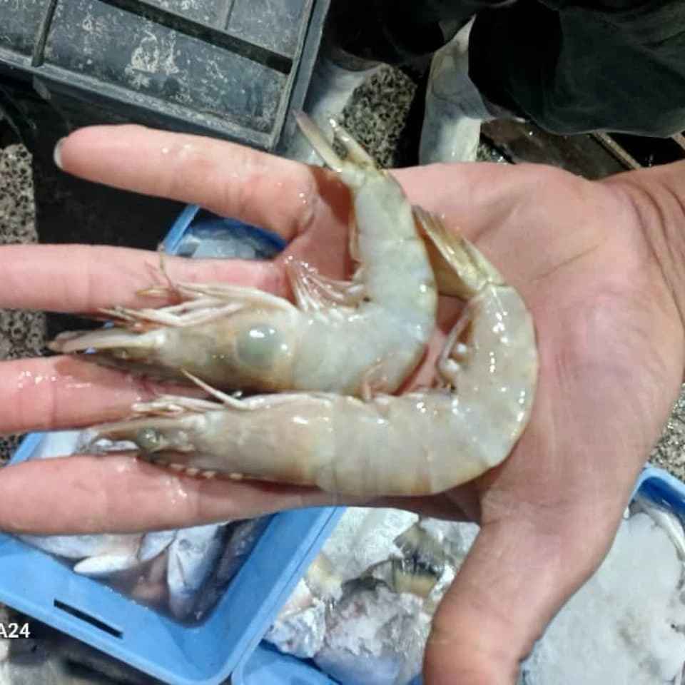 انواع ماهیهای پرورشی و دریایی و تن ماهی انواع ماهیهای پرورشی و دریایی و تن ماهی