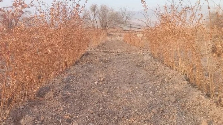 Salimi nursery, production of seedless black barberry seedlings in East Azarbaijan