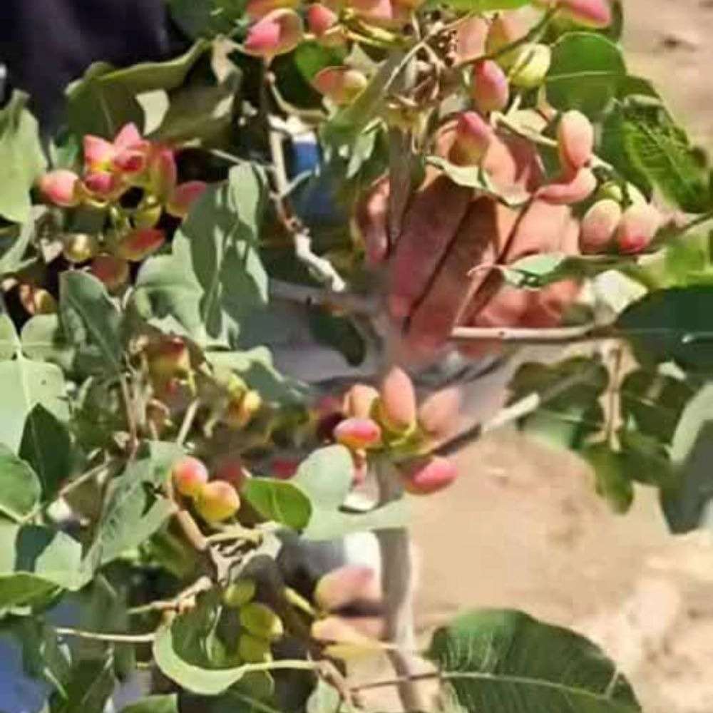 نهالستان ارس زرینه نهالستان ارس زرینه