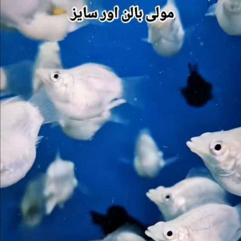 فروشگاه آکواریوم اقیانوس آبی سیرجان فروشگاه آکواریوم اقیانوس آبی سیرجان