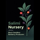 Salimi nursery, production of seedless black barberry seedlings in East Azarbaijan