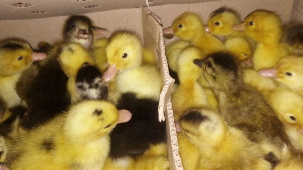 Green heritage, production and sale of meat and egg-laying ducks in Mazandaran