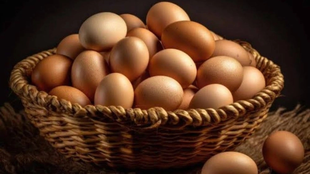 Padideh store, wholesale sale and distribution of eggs in Babylon