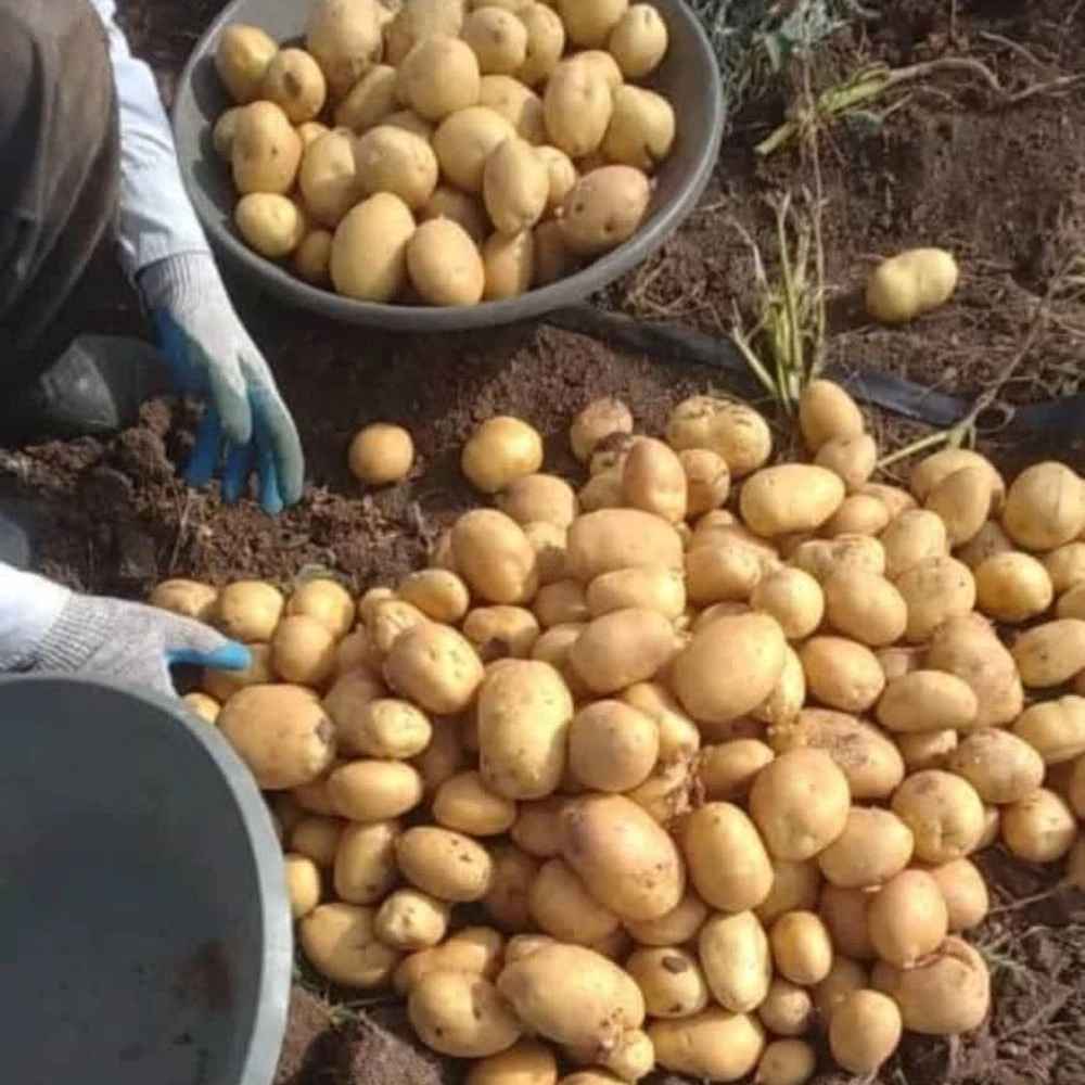 مجموعه تک آغاج مجموعه تک آغاج