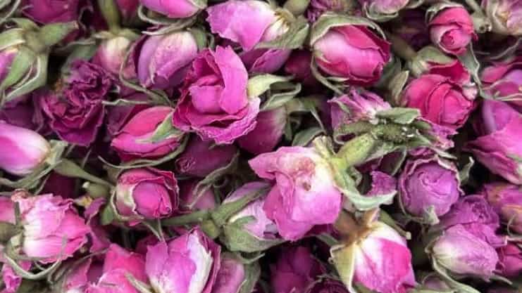 Export of organic rose buds