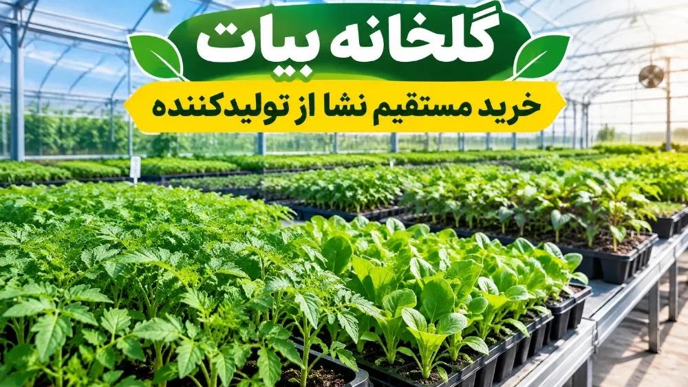 Advantages of buying seedlings directly from the producer