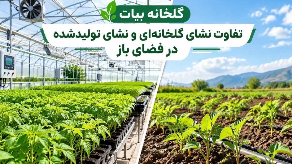 The difference between greenhouse seedlings and seedlings produced outdoors