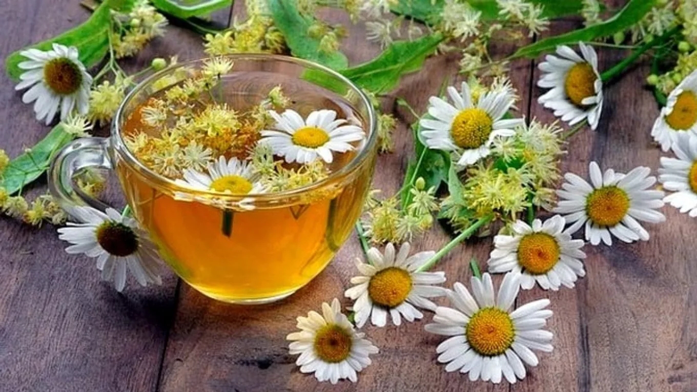 بابونه و ترکیبات تشکیلدهندهی آن