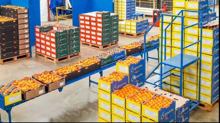 برای صادرات میوه به چه مواردی باید دقت کنیم؟