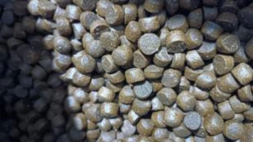 اصول کلی پرورش ماهیان گرمابی