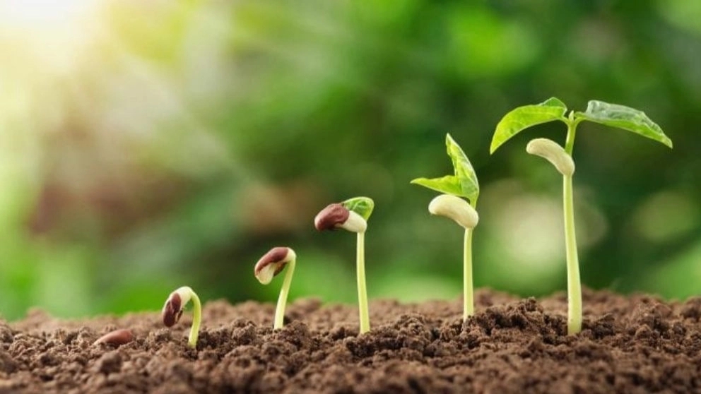 ویژگی های یک نهال خوب چیست و چگونه آن را تشخیص دهید؟
