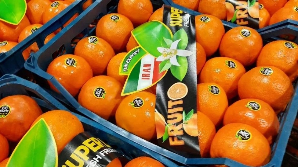 Buying and selling export of fruits and citrus fruits, sorting agricultural products, Asdalahi trading in Mazandaran