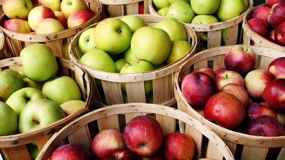 Sale and export of Mohammadi apples in Tabriz