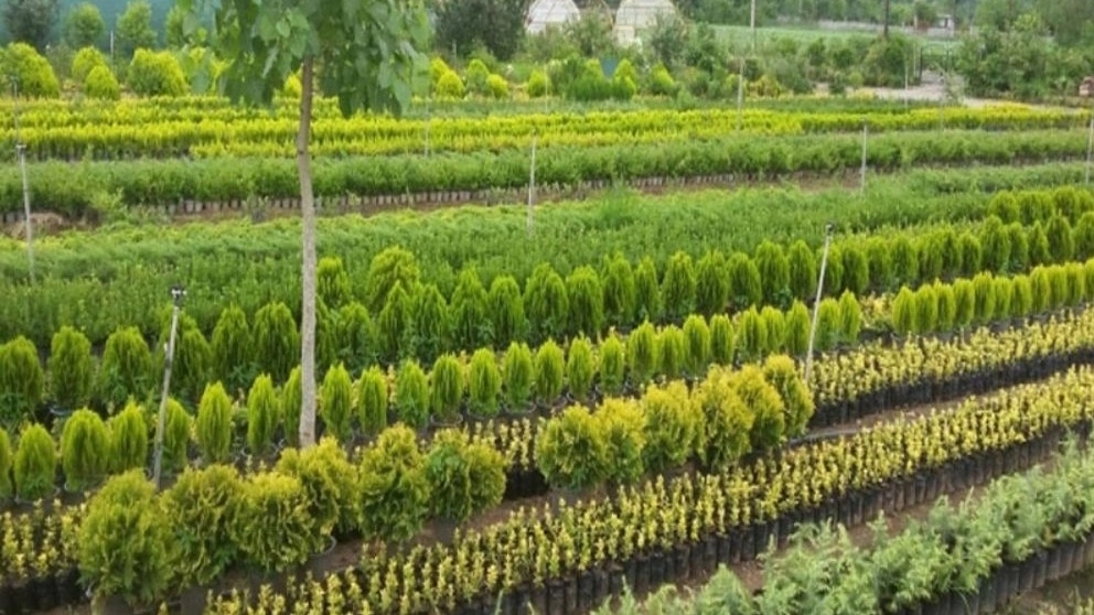 Comparison of fruitful seedlings with non-fruitful seedlings