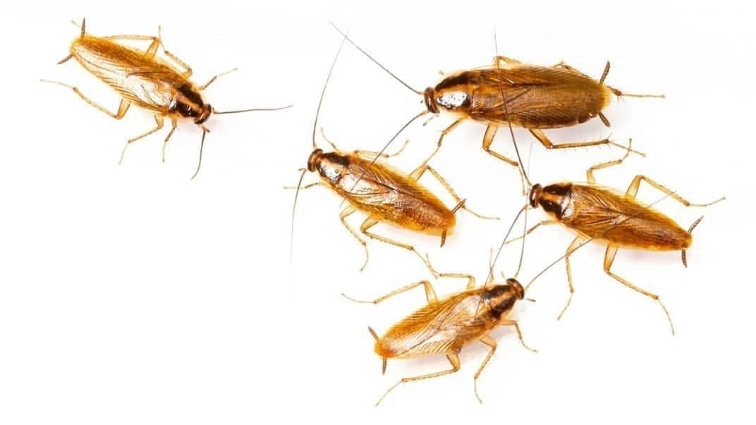 Spraying of small cockroaches is done using a special and combined poison