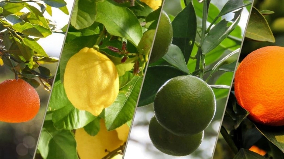 Sale and cultivation of citrus seedlings of Khalili Nursery in Sari, Mazandaran