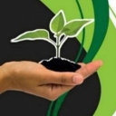 Sale and cultivation of citrus seedlings of Khalili Nursery in Sari, Mazandaran