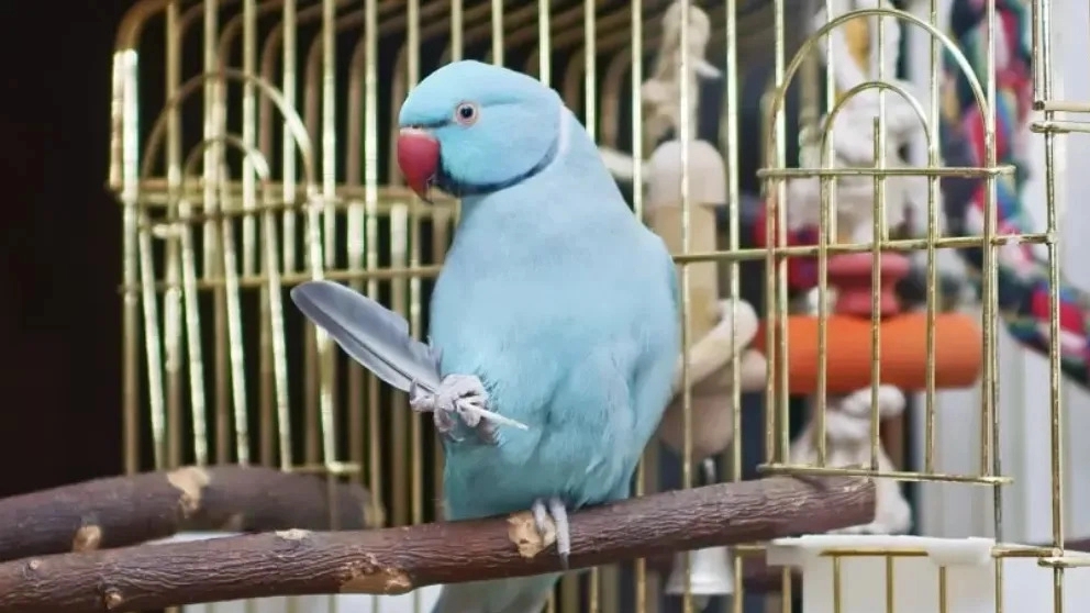 إكثار وبيع ببغاوات K-pet في طهران