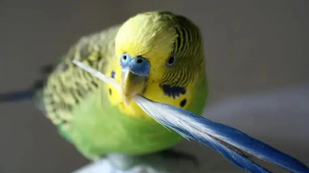 سبب ريش الببغاء