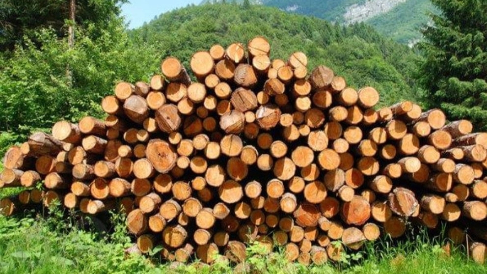 Introduction of fir wood
