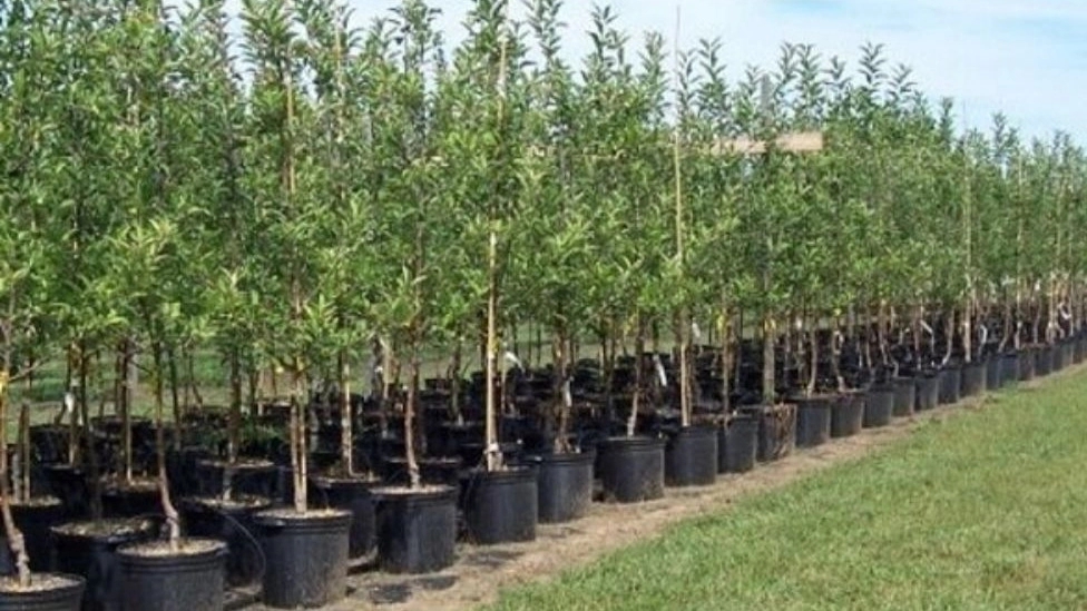 Javad Asdlo nursery in Azerbaijan