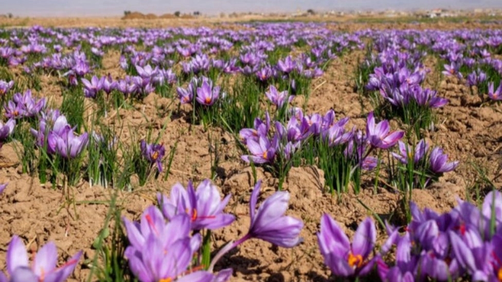 انواع زعفران و تفاوت های جالب آن