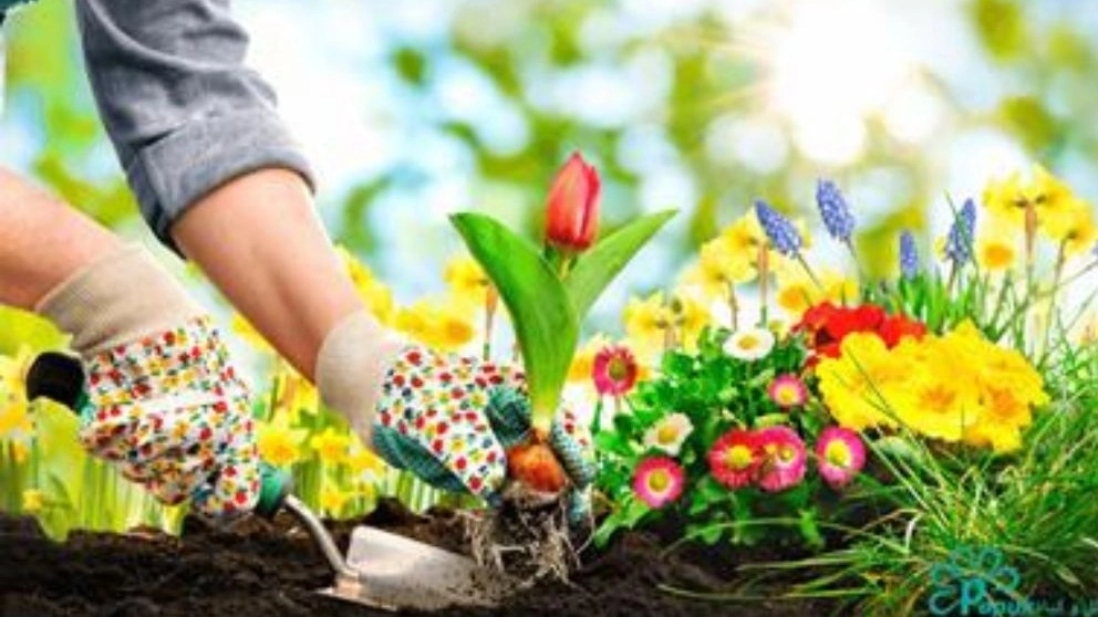 Horticultural and agricultural services of Khodabakhsh, implementation of plowing and spraying irrigation services in Qazvin