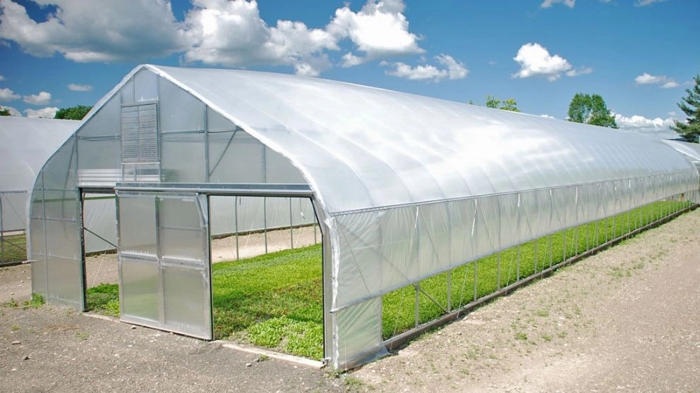 Green leaf greenhouse in the vineyard