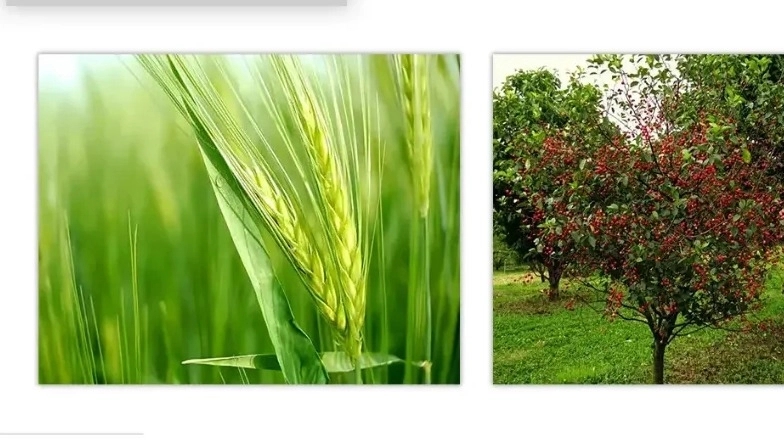 The main difference between agriculture and horticulture