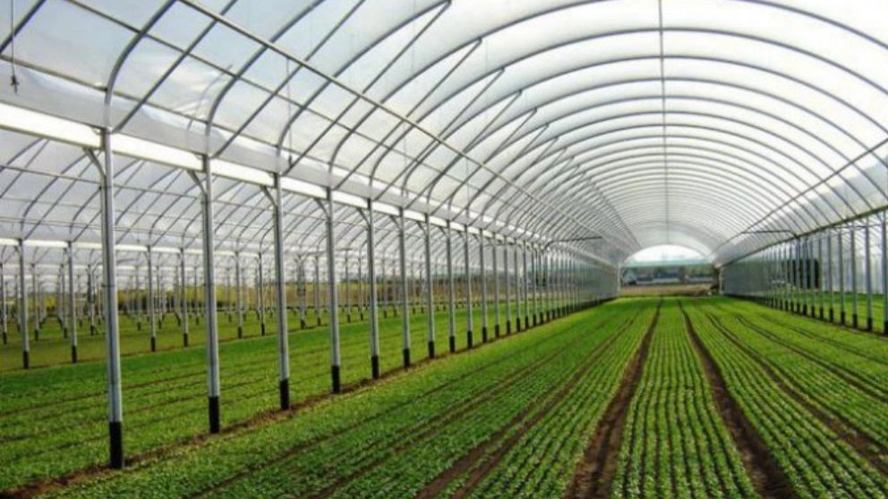 What are the advantages of greenhouse cultivation?
