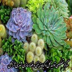 مركز أشكورغول المتخصص لإنتاج الزهور ونباتات الزينة وتنسيق الحدائق الحضرية في جيلان