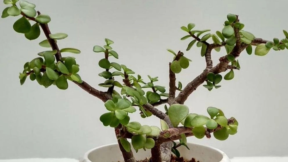 انواع گل آپارتمانی برای نگهداری در خانه و محل کار