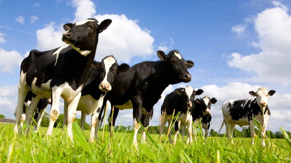 Getting to know the nutritional needs of livestock
