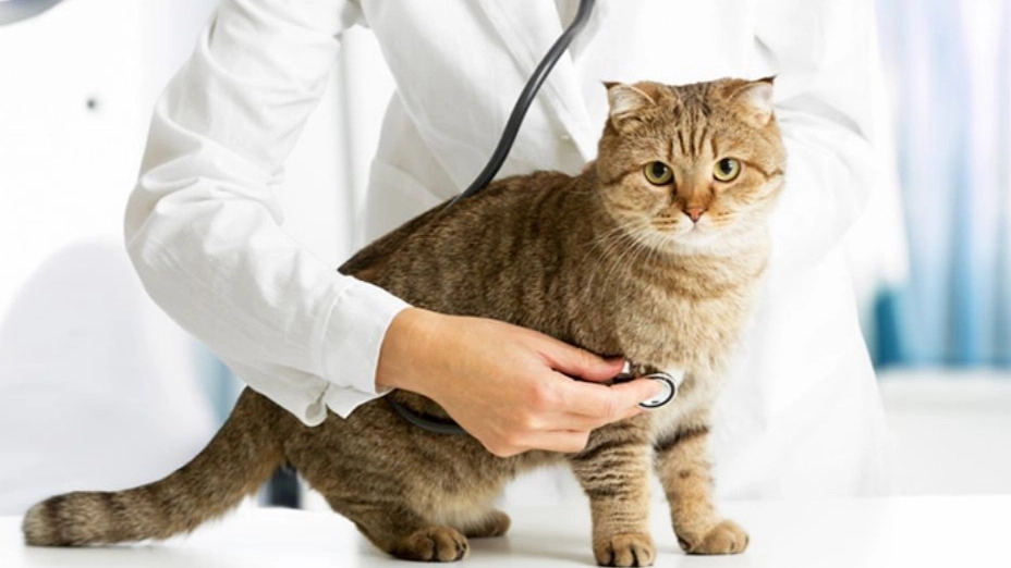 Common diseases in kittens