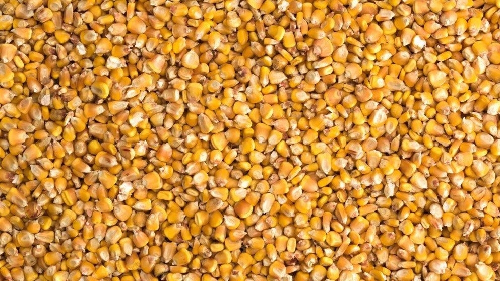 Comparison of corn and barley in animal feed