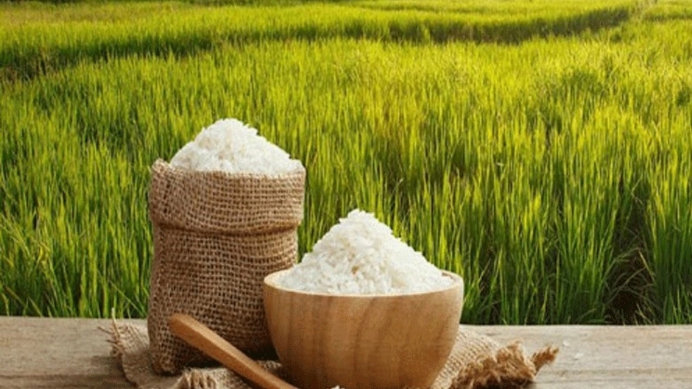 Mohammadpur rice, production and sale of Fajr rice in Kohgiluyeh and Boyer Ahmad