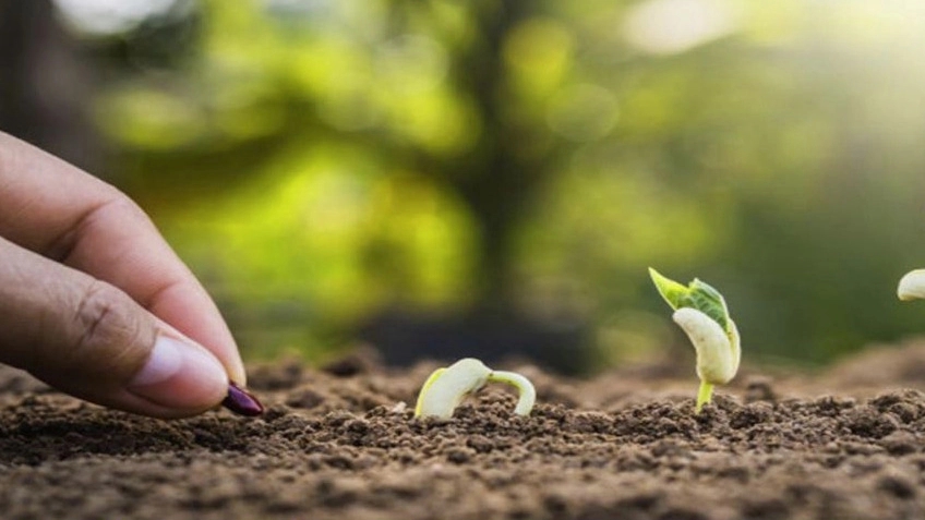 Knowledge of seeds and their characteristics and types