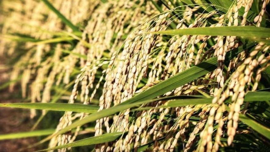 چرا برنج شمال پرفروش است؟