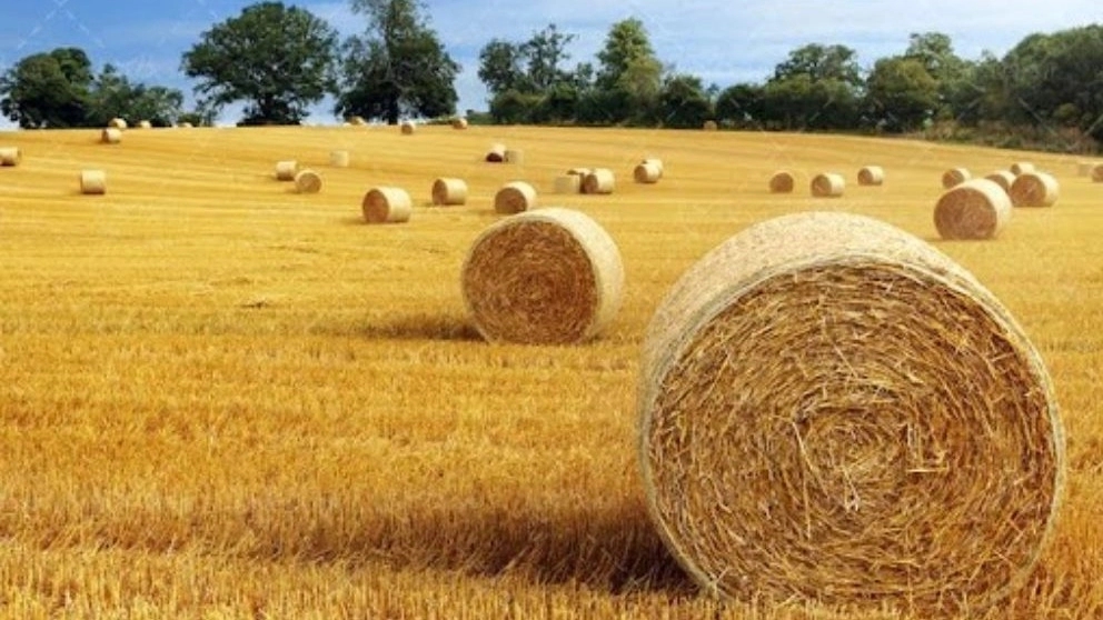 What is hay?