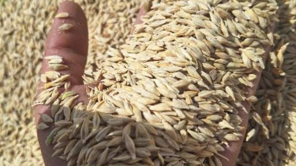 Animal feed and introduction of its different components