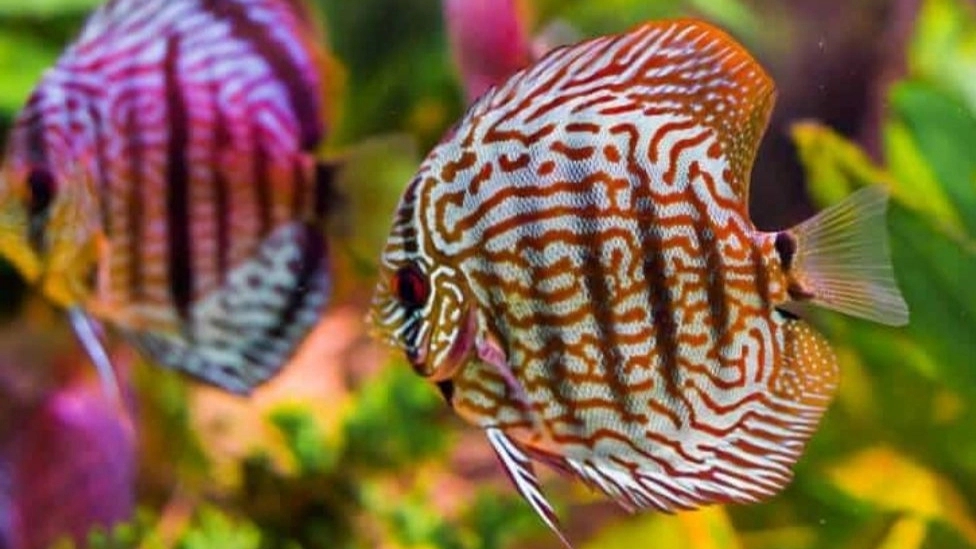Import and export of ornamental fish